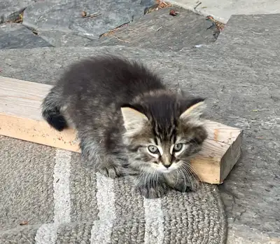 Tabby Kitten, View more