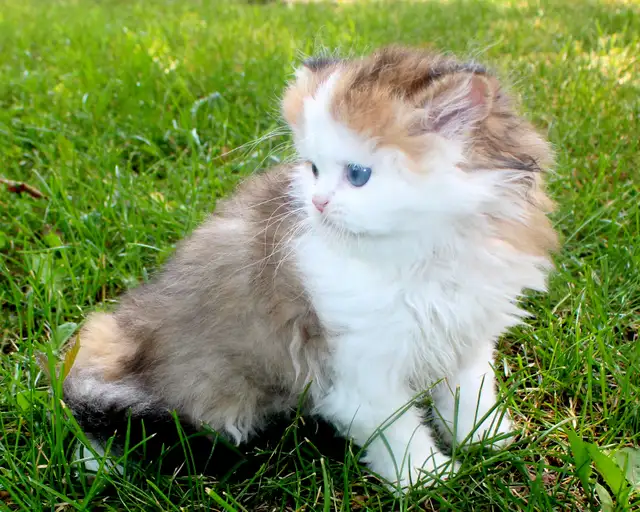 Rare Teddy Bear Kittens (British Longhair) in Cats & Kittens for Rehoming in Winnipeg - Image 11