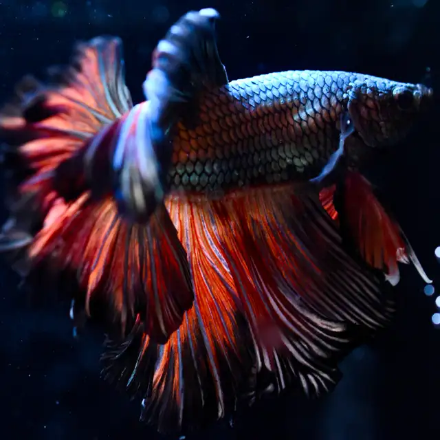 Betta Fish with Bold Color & Clean Lines in Fish for Rehoming in Moncton - Image 4