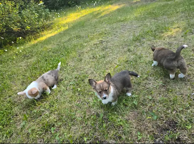 ✨ Sweet Cardigan Corgi Puppies Looking for Forever Homes!✨ in Dogs & Puppies for Rehoming in Strathcona County - Image 5