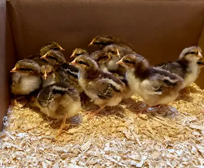 Speckled Sussex chicks, View more