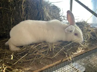 rabbits plus everything you need to start breeding rabbits, View more