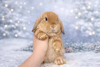 Spayed young holland lops, View more