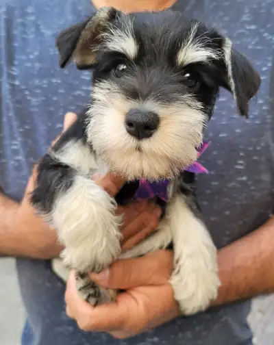 Purebred CKC Miniature Schnauzers Puppies, View more