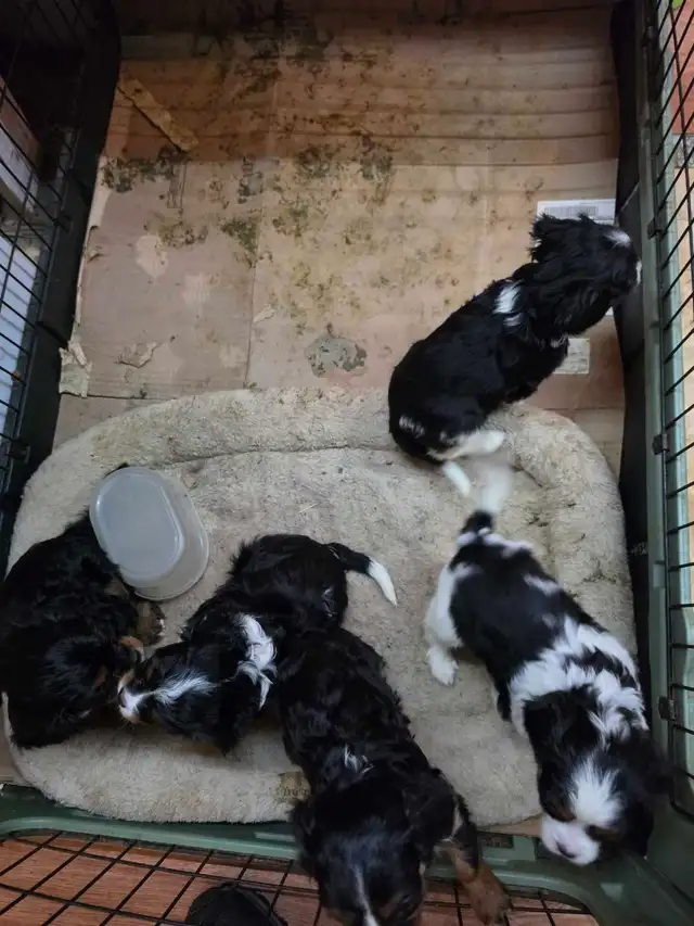 chio king Charles spaniel in Dogs & Puppies for Rehoming in Laurentides - Image 2