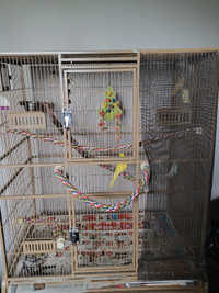 Large bird cage with two healthy free female budgies