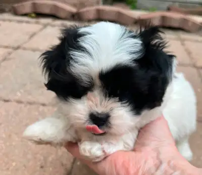 PUPPY FOR SALE, View more