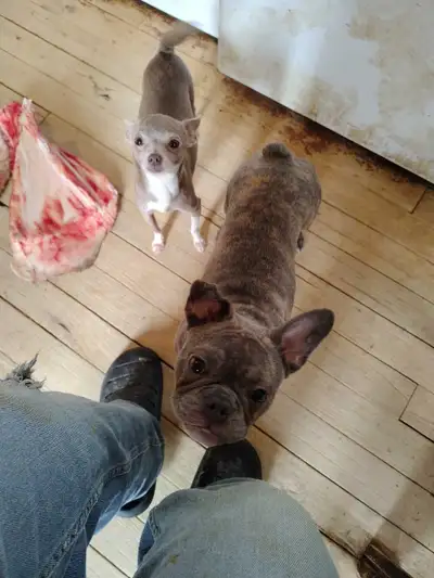 FRENCH BULLDOG PUPPY!, View more