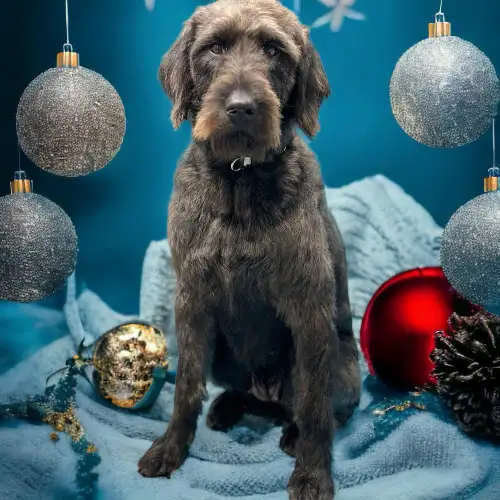 We are sadly rehoming our beloved doodle due to a separation. This has been a very difficult decisio...