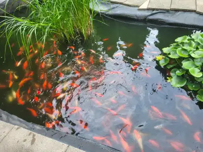 pond fish for sale Closing our pond everything must go ASAP Open to offers if someone takes them all...