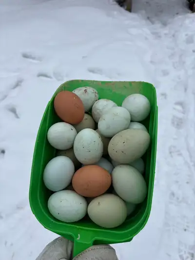 Variety Eggs, View more