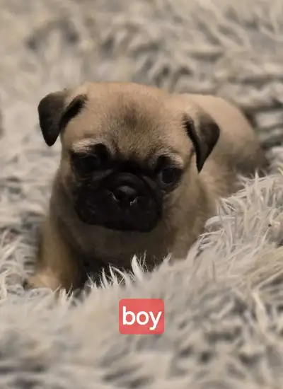 PUG Puppies! Short Coats! Less shedding!, View more