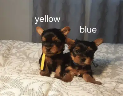 Yorkie puppies, View more