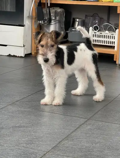 Selling Puppies Fox Terrier, View more