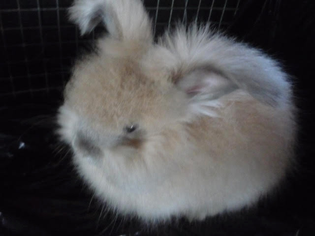 DARLING ENGLISH ANGORA BUNNIES in Small Animals for Rehoming in Winnipeg