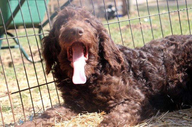 LABRADOODLE+F1B+3 PRETTY LADIES LOOKING FOR HER FUREVER HOMES in Dogs & Puppies for Rehoming in Kingston