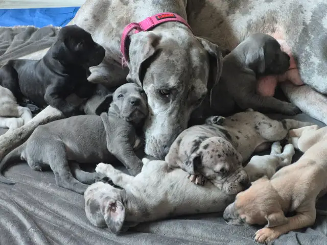 Great Dane Puppies in Dogs & Puppies for Rehoming in Sudbury - Image 4