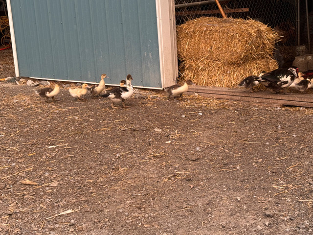ducks for sale in Birds for Rehoming in Ottawa