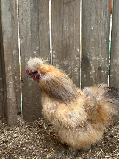 silkie Rooster , View more