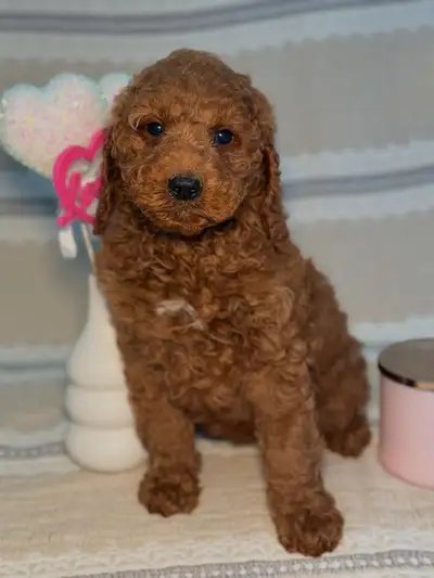 Mini Cockapoo Puppies, View more