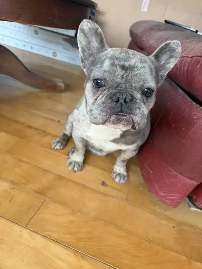 blue Merle French bulldog, View more