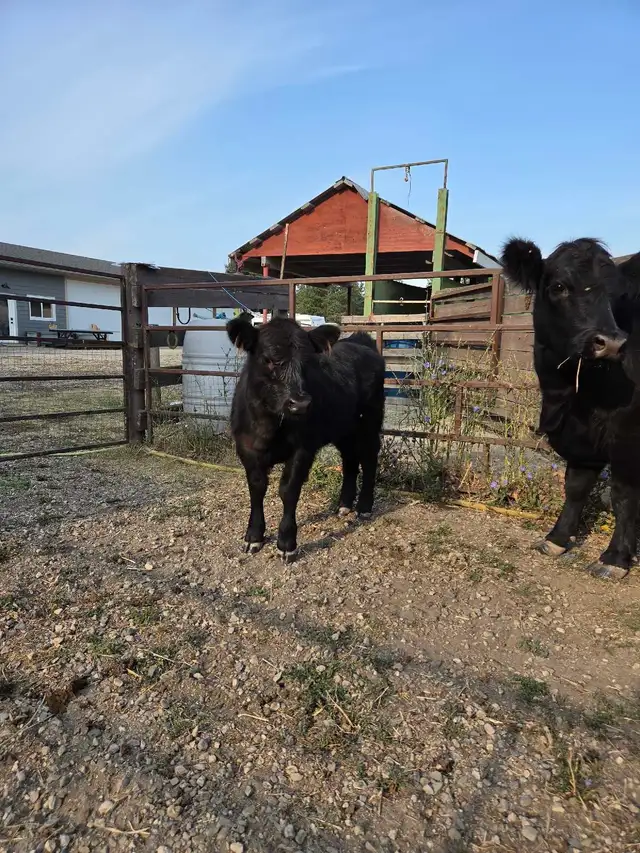 lowline/ highland calf in Livestock in Vernon - Image 3