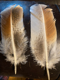 Turkey  feathers