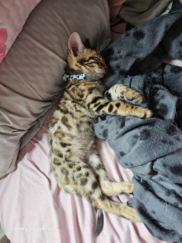 2 bengals Cats & Kittens for Rehoming Edmonton Kijiji