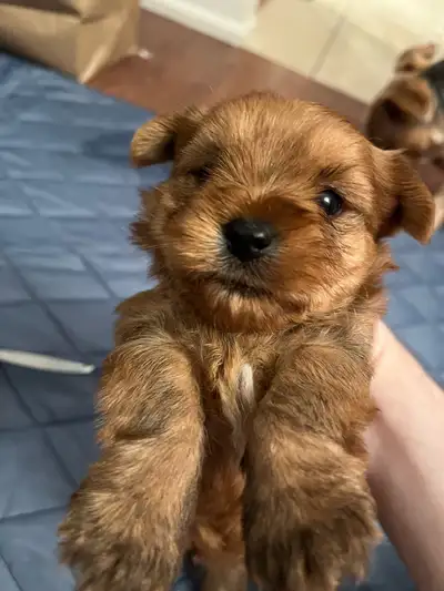 Yorkie Puppies For Sale 4 Left, View more
