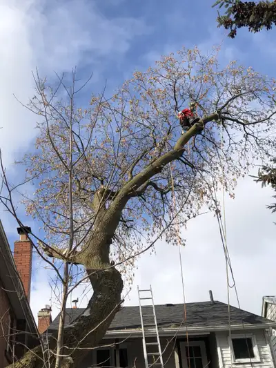 TREE REMOVAL TREE TRIMMING, View more