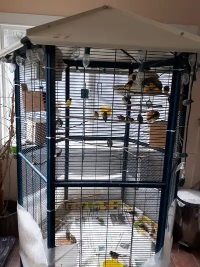 Big Bird Cage and birds looking for new home, View more