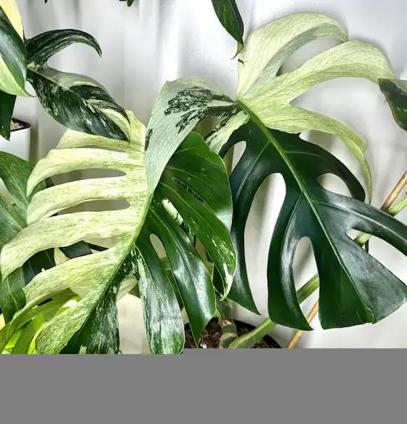 Flash sales on rare monstera wetsticks- 3 wetsticks $100 in Plants, Fertilizer & Soil in City of Toronto - Image 3
