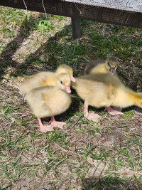 Sebastopol goslings