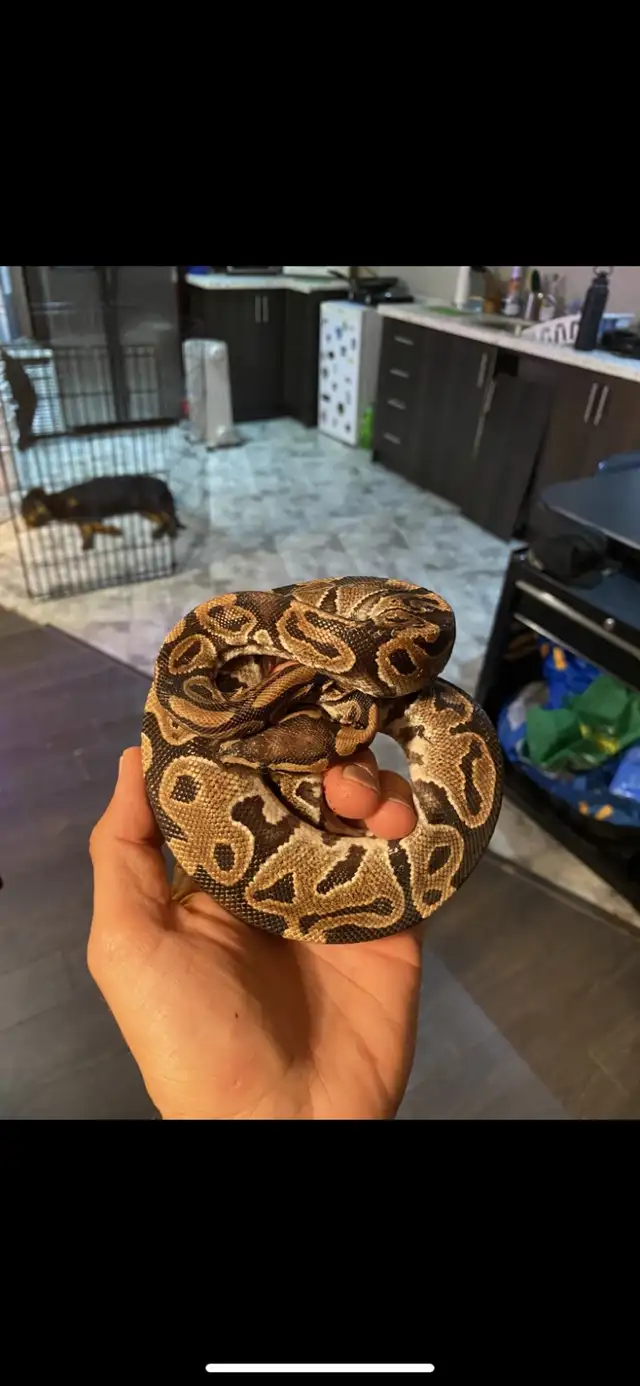 animal sanctuary in Animal & Pet Services in Markham / York Region - Image 4