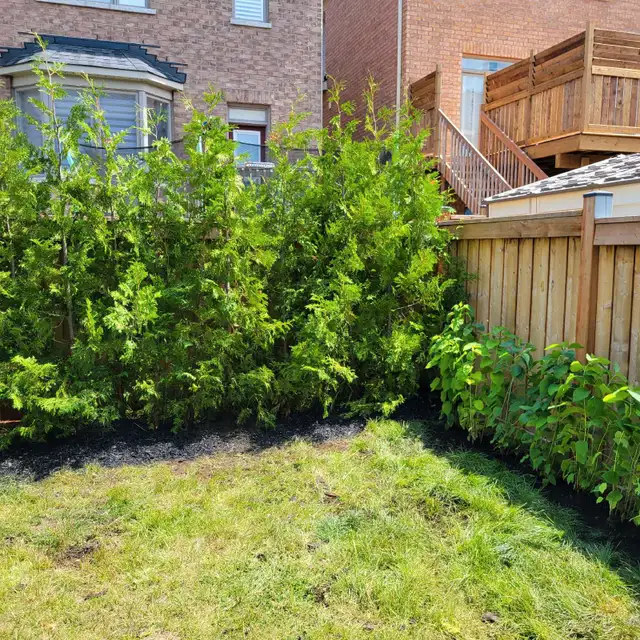 Cedar Trees For Hedges  in Plants, Fertilizer & Soil in Belleville - Image 6