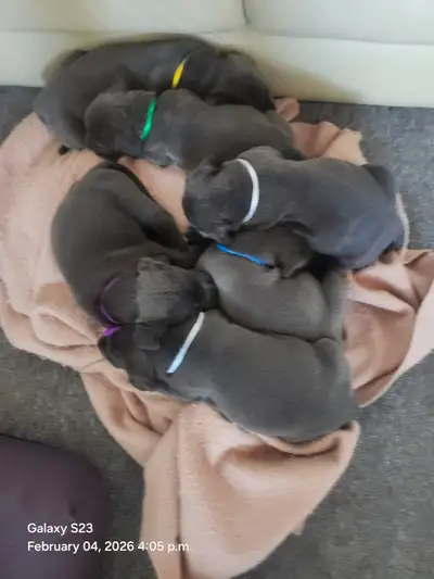 CANE CORSO PUPPIES FOR SALE, View more