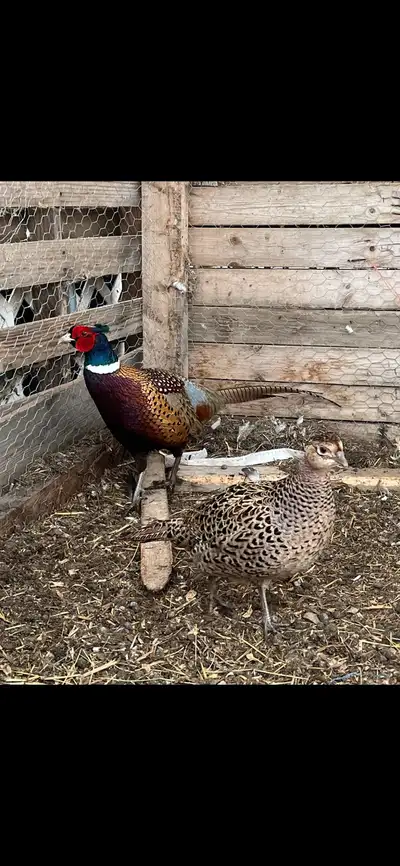 Beautiful Breeding pair of Ringneck pheasants Great addition to your coop for spring $100