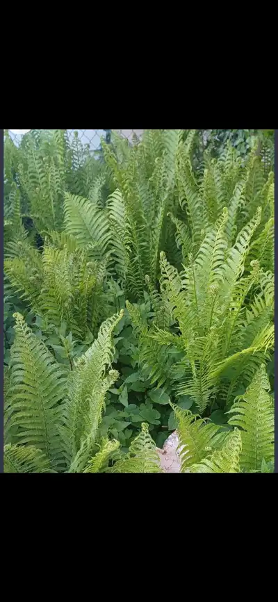 ferns for sale, View more
