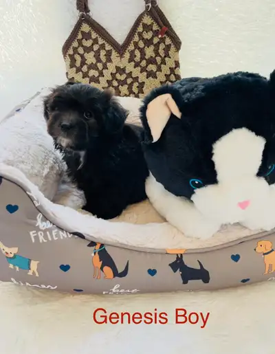 Beautiful little maltese puppys are ready today. Puppies from Maltese father and mother. They will b...