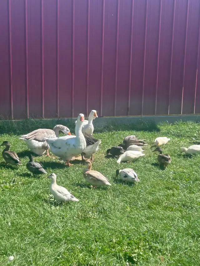 Call ducks in Livestock in Vernon - Image 3