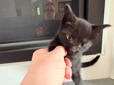 Female 8 week old kitten , View more