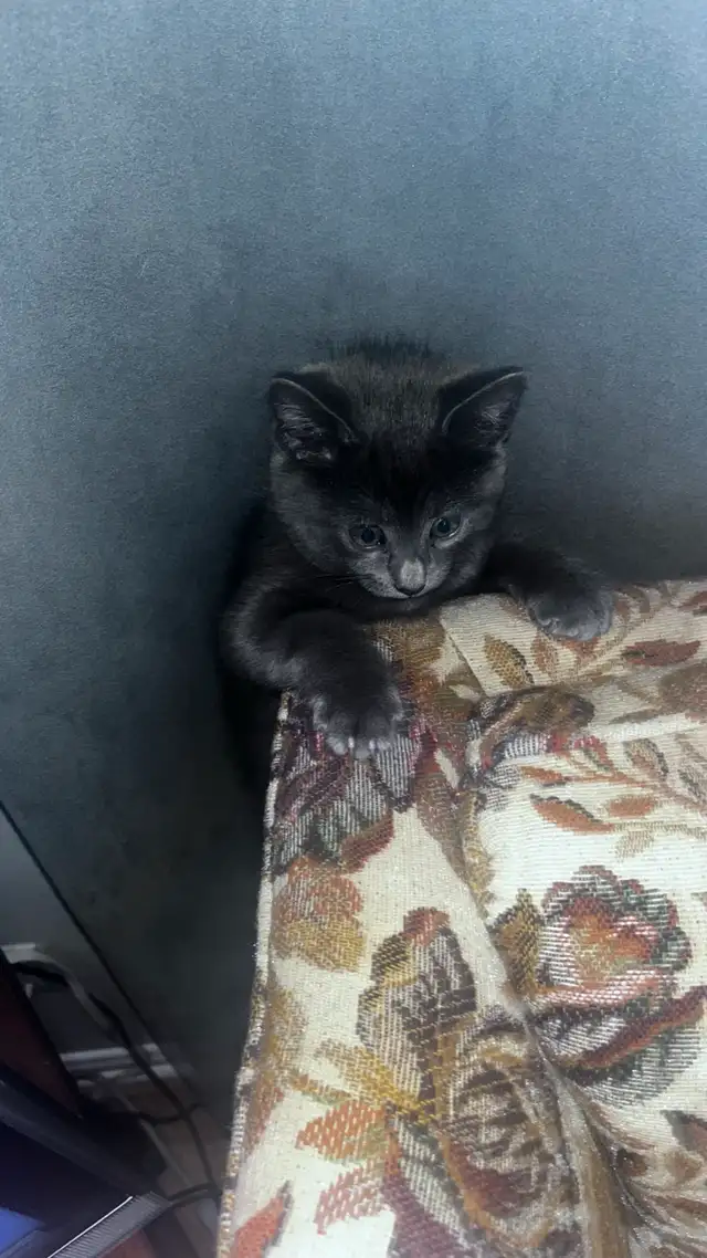 Male Black kitten with blue eyes  in Cats & Kittens for Rehoming in City of Montréal - Image 9