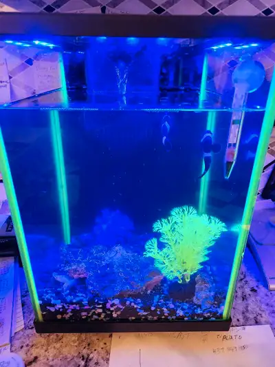To clown fish and aquarium, View more