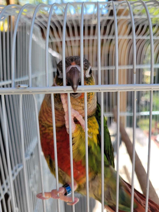 Yellow Sided Conure in Birds for Rehoming in Oshawa / Durham Region - Image 2
