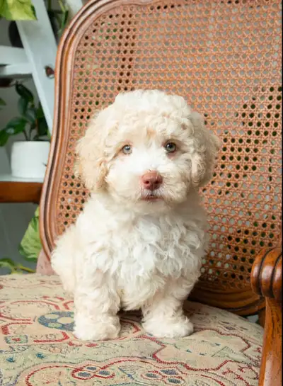 Female Havapoo for rehoming, View more