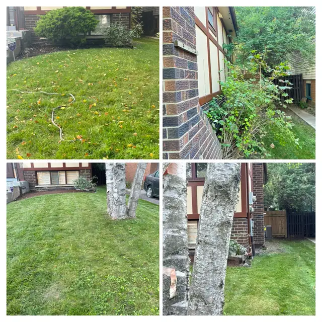 Tree Trimming and removal — Leaf clean ups — | Lawn, Tree Maintenance ...