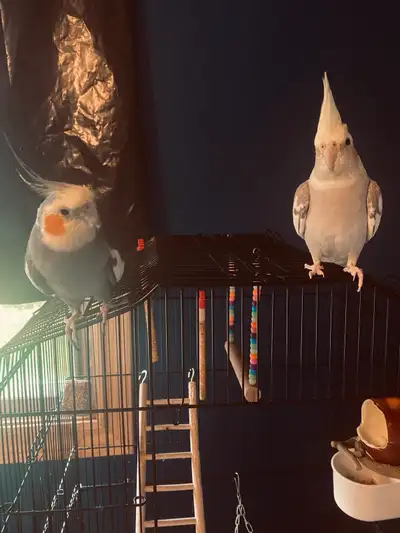 Cockatiels, View more