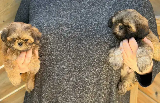 Two Adorable Shih-Tzu Puppies Looking for There Forever Homes in Dogs & Puppies for Rehoming in Oakville / Halton Region - Image 5