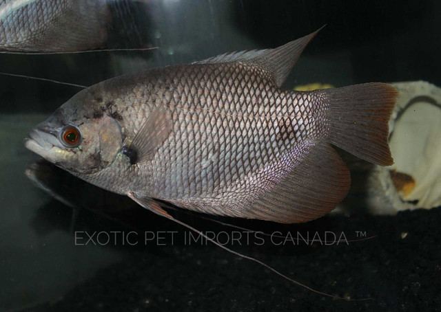Red tail giant Gouramis & more in Fish for Rehoming in Ottawa - Image 2