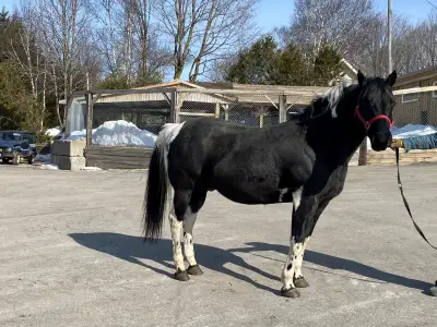 FOR SALE: Registered APHA Paint Stallion, View more